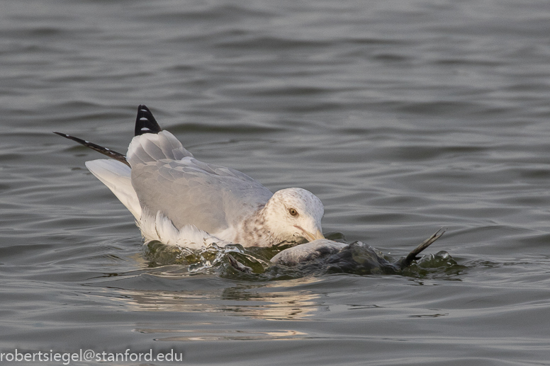 shoreline park